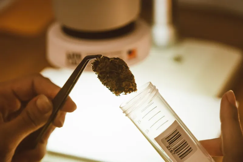 Isolate, Broad-Spectrum, Full-Spectrum: Cutting Through the CBD Gummy Label Confusion