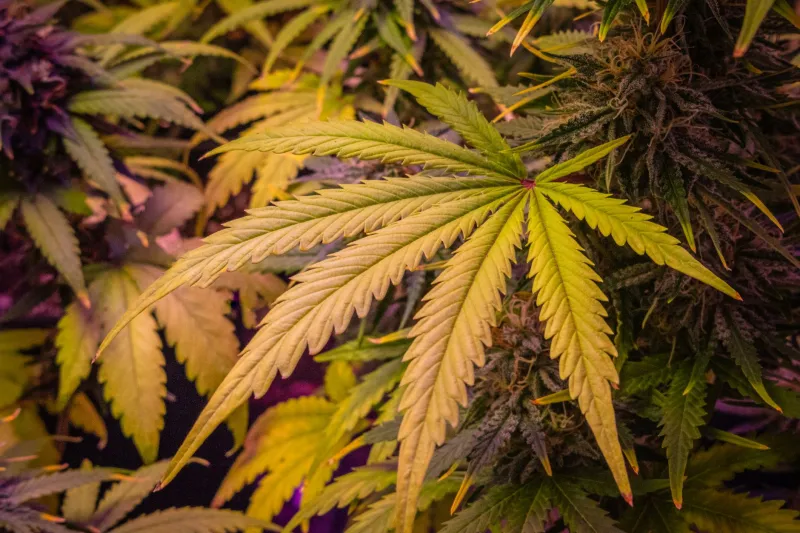 Beyond CBD: How Minor Cannabinoids Team Up to Make Your Gummies Work Harder